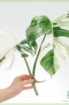 Купете Monstera variegata половин луна некоренени глави резници