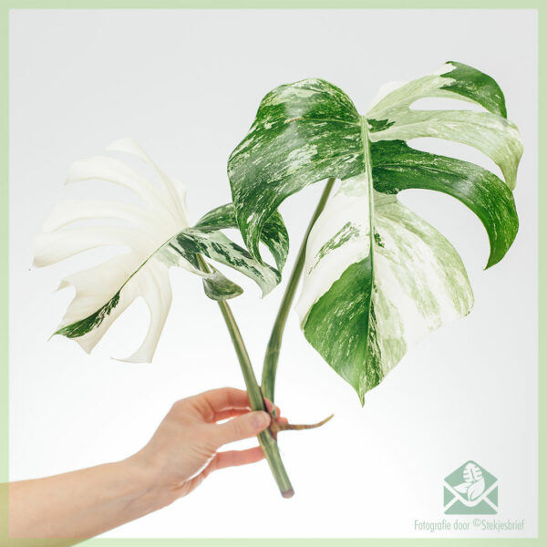 Monstera variegata آدھے چاند کے بغیر جڑوں کے سر کی کٹنگ خریدیں۔