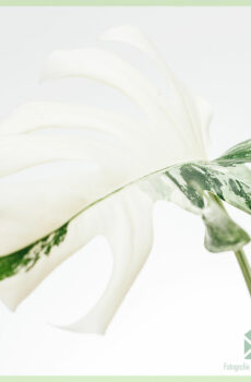 Monstera variegata halve maan ongeworteld kopstek kopen