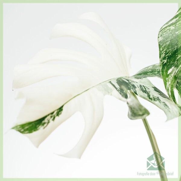 Monstera variegata آدھے چاند کے بغیر جڑوں کے سر کی کٹنگ خریدیں۔