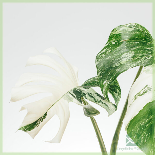 Monstera variegata - halve maan - ongeworteld kopstek kopen - Afbeelding 5