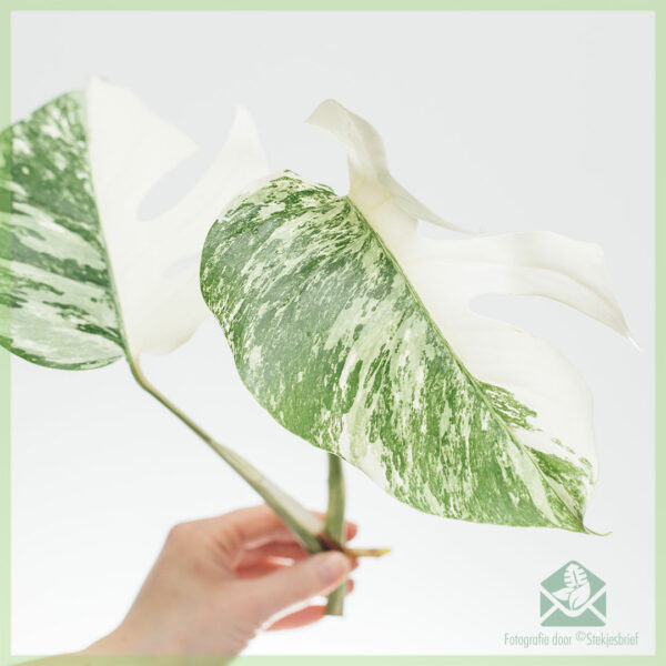 Monstera variegata آدھے چاند کے بغیر جڑوں کے سر کی کٹنگ خریدیں۔