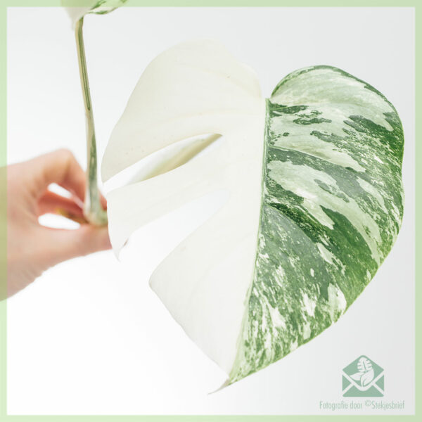 Monstera variegata آدھے چاند کے بغیر جڑوں کے سر کی کٹنگ خریدیں۔