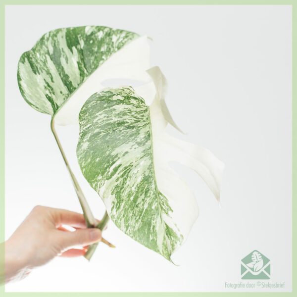 Monstera variegata halve maan ongeworteld kopstek kopen