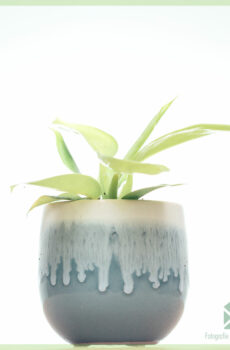 Acquista talee di Philodendron Moonlight