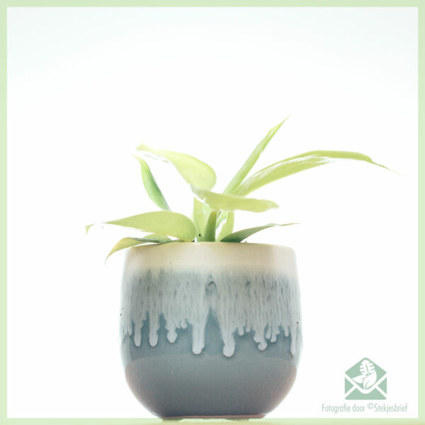 اشترِ قصاصات Philodendron Moonlight