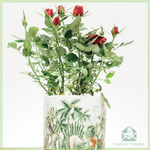 potted rose pot roses indoor pot rose خریدنا اور دیکھ بھال کرنا