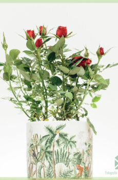 Kaaft a këmmert sech ëm Potted Rose Pot Roses Indoor Pot Rose
