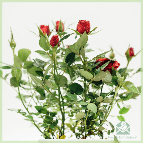 कुंडीतील गुलाबाची भांडी खरेदी करणे आणि काळजी घेणे, इनडोअर पॉट गुलाब