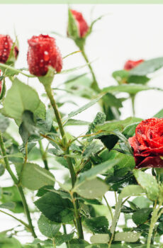 Kambarinių vazoninių rožių pirkimas ir priežiūra