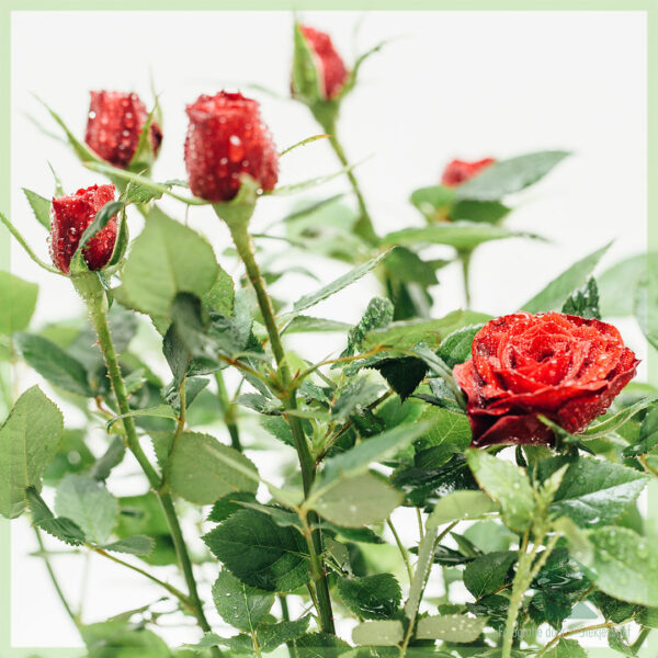 Kambarinių vazoninių rožių pirkimas ir priežiūra