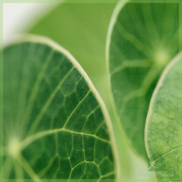 Stephania Erecta - растение - купете и се грижите