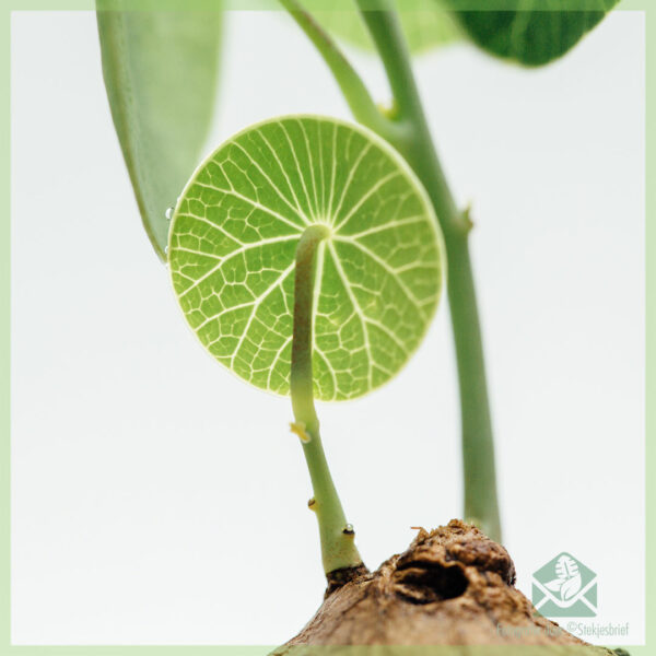 Stephania Erecta - plantje - kopen en verzorgen