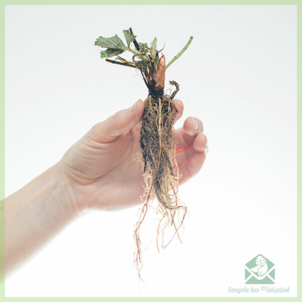 Aardbeien Ostara (doordragend) geworteld stekjes kopen