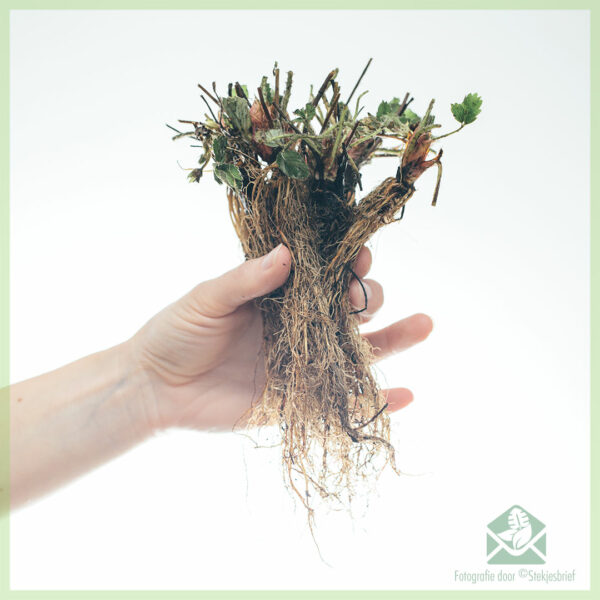 Aardbeien Ostara (doordragend) geworteld stekjes kopen