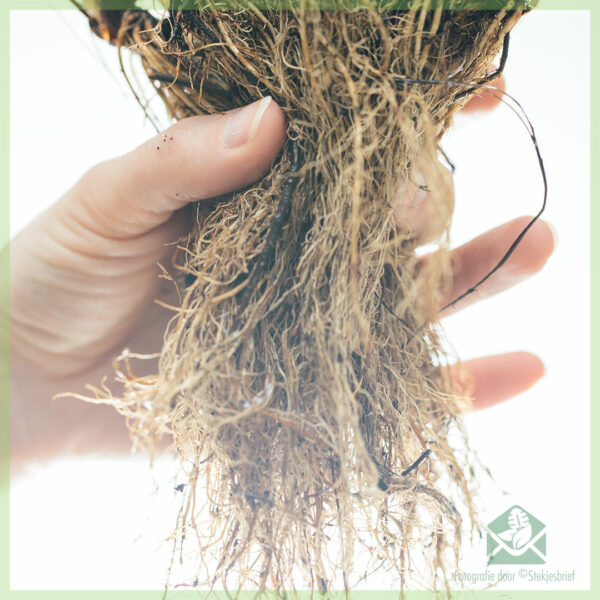 Mésér Strawberries Ostara (kontinyu) cuttings rooted