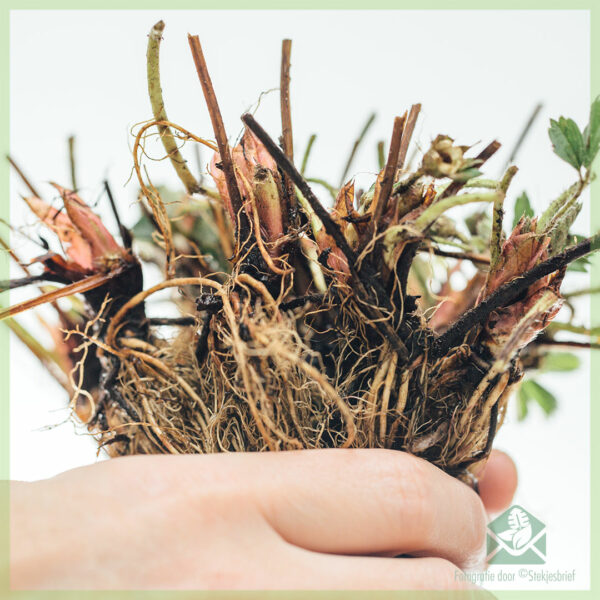 Mésér Strawberries Ostara (kontinyu) cuttings rooted