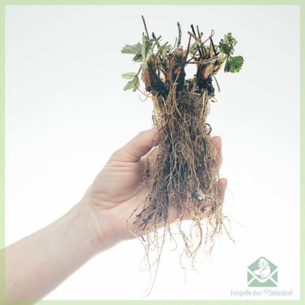 Aardbeien Ostara (doordragend) geworteld stekjes kopen