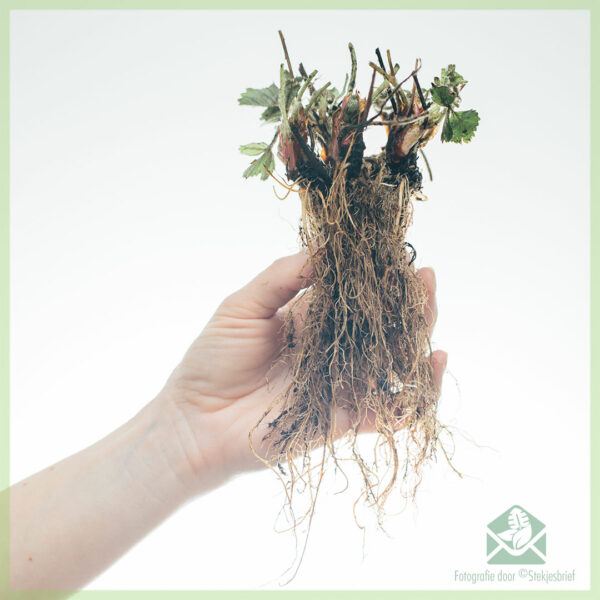 Mésér Strawberries Ostara (kontinyu) cuttings rooted