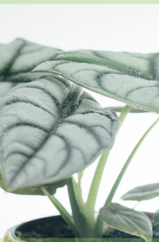 Kaufen Sie Alocasia Silver Dragon