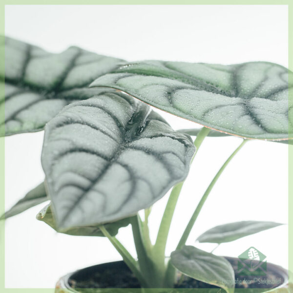 Alocasia Silver Dragon මිලදී ගන්න