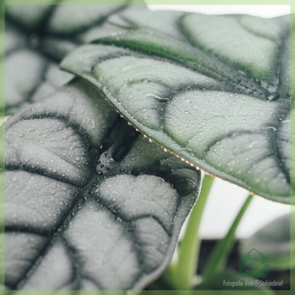 Купіць Alocasia Silver Dragon