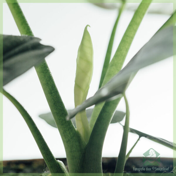 Buy Alocasia Argentea Draconis