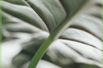 Tuku Alocasia Silver Dragon