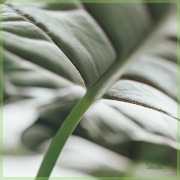 Tuku Alocasia Silver Dragon