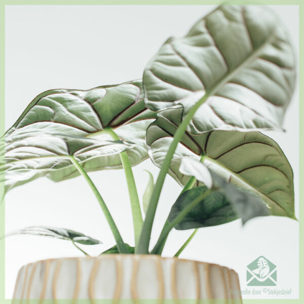 Buy Alocasia Argentea Draconis