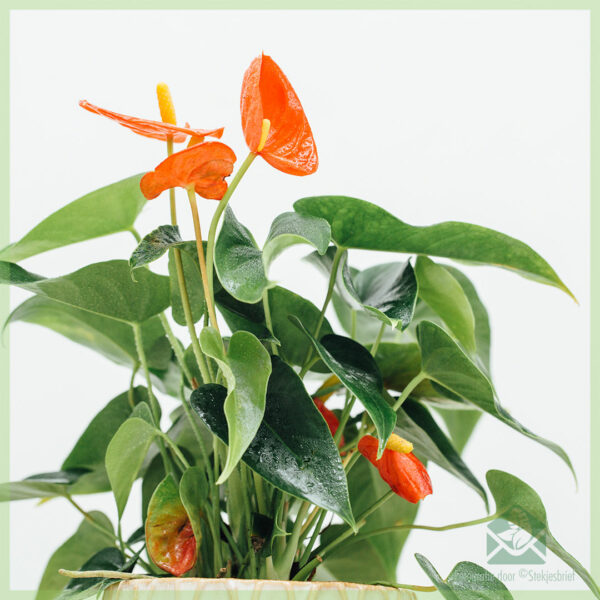 Anthurium bambino red romance kopen