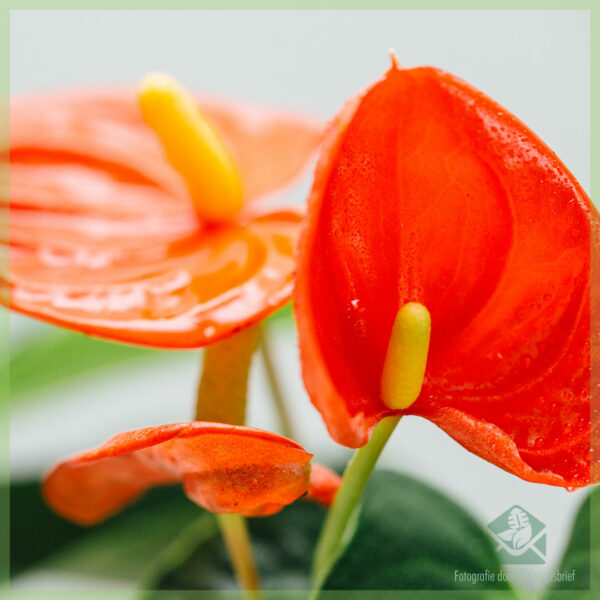 Купете Anthurium bambino red romance