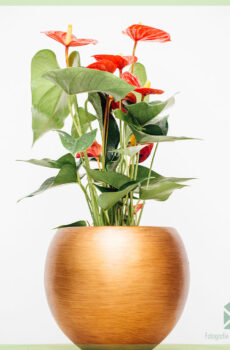 Anthurium Red Elegance kopen