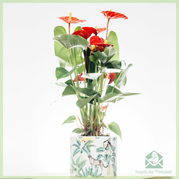 Kupite Anthurium Red Elegance