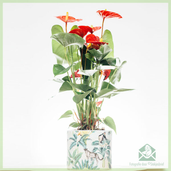 Anthurium Red Elegance kopen