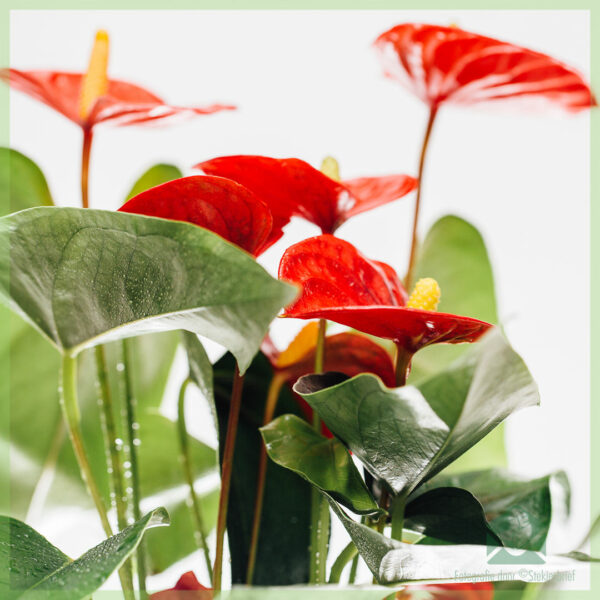 Kaaft Anthurium Red Elegance