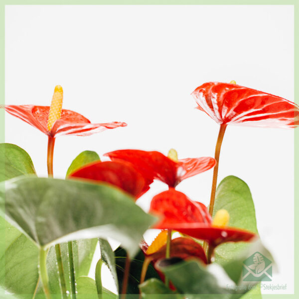 Kauptu Anthurium Red Elegance