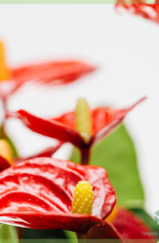 Anthurium Red Elegance kopen