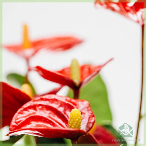 Kauptu Anthurium Red Elegance