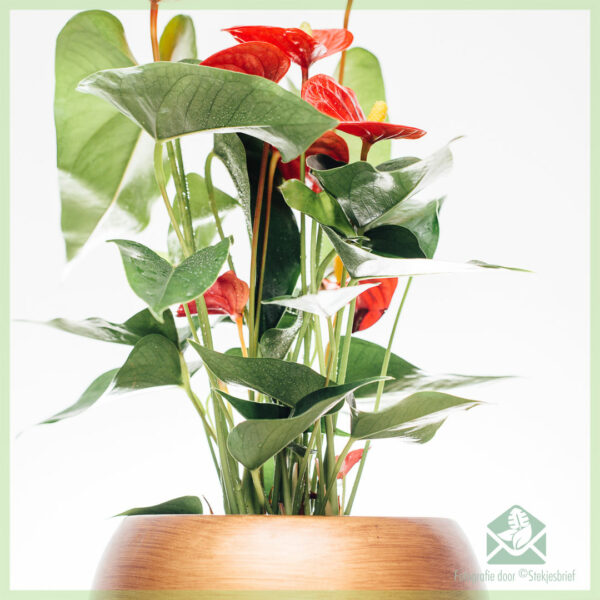 Anthurium Red Elegance kopen