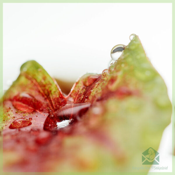 Caladium Birkin geel kopen en verzorgen