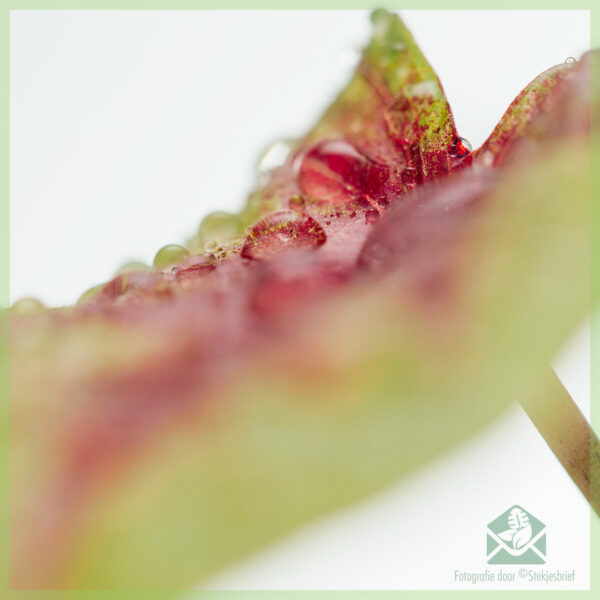 Caladium Birkin geel kopen en verzorgen