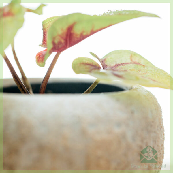 Caladium Birkin geel kopen en verzorgen