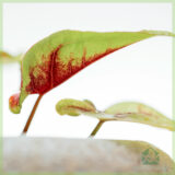Caladium Birkin geel kopen en verzorgen
