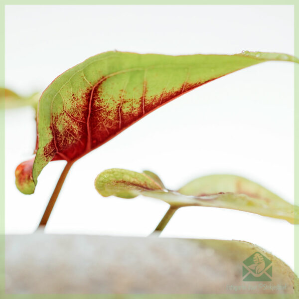 Caladium Birkin geel kopen en verzorgen