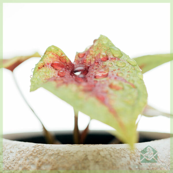 Caladium Birkin geel kopen en verzorgen