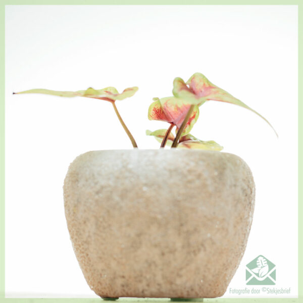 Caladium Birkin geel kopen en verzorgen