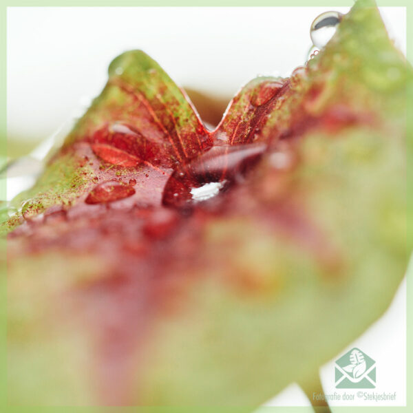 Caladium Birkin geel kopen en verzorgen