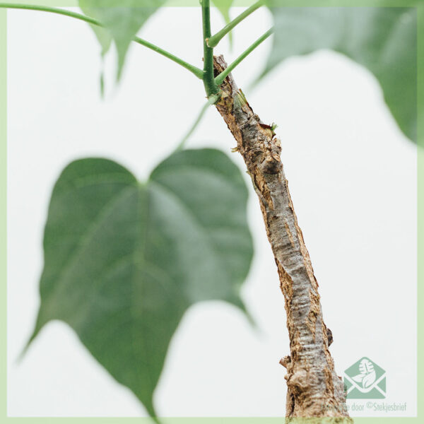 Firmiana colorata caudex kopen en verzorgen