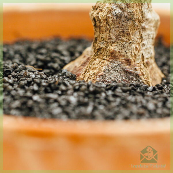 Firmiana colorata caudex kopen en verzorgen